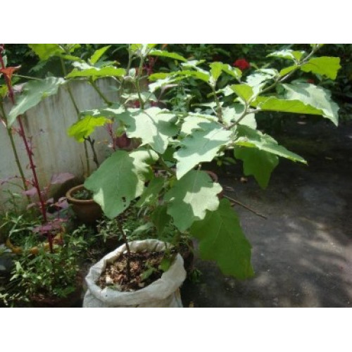 Brinjal Seeds - Eggplant Seeds